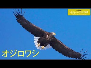 旅するように学ぶ世界遺産（短縮版）『知床』