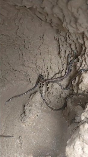 Strange Worms Found Inside Mud | Amazing Nature