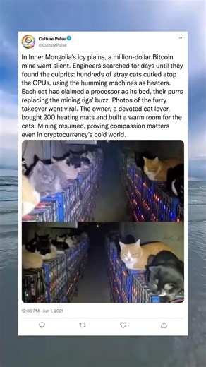Stray Cats Cause Chaos at Bitcoin Mining Operation #shorts