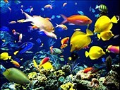 Ocean Biodiversity - IELTS listening practice test