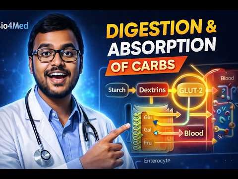 Carbohydrate Digestion & Absorption Made Easy for Exams