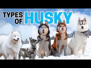 9 Types of Husky Dog Breeds
