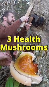3 Wild Mushrooms for Health! #foraging #bushcraft #mushrooms #fungi #Maine | Son of a Bear Herbs