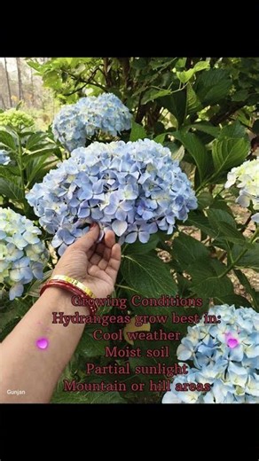 Hydrangea Flowers Information | Nature Beauty Video & Why Hydrangea Flowers Change Color? 🌸