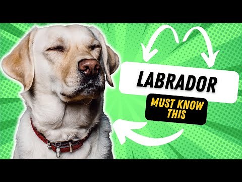 3 THINGS TO KNOW BEFORE GETTING A LABRADOR