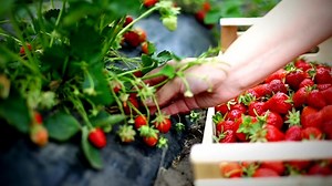 Watch Sweet strawberries will delight your garden on Amazon Live