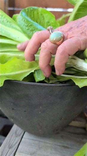 Harvesting Romaine And Mesclun Lettuce #harvesting #lettuce #romaine #garden #vegetables #plants