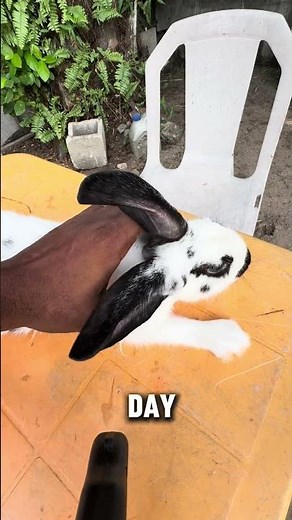 What Rabbits Should Eat Every Single Day