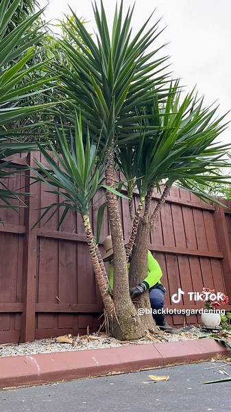 Yucca Plant Pruning Guide: How to Trim and Care for Yuccas
