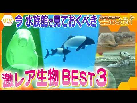 パンダイルカにジュゴン！鳥羽水族館の希少生物を大特集＆独特の展示方法で話題！琵琶湖博物館にいる珍魚とは!?