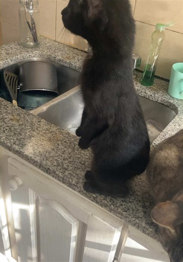 Videos de Gaby 👑 (@gabytarzia) con “sonido original - CLOWDER CATS”