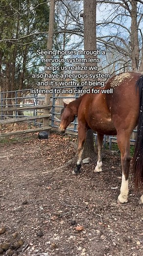 1.4K views · 41 reactions | Movement is a natural part of releasing energy that can get stuck and leave us dysregulated. As humans we are often embarrassed by the need to move and release, but horses don’t waste time worrying about how they look to strangers. Horses don’t need a class in self-care, they’re already masters. #peacelovehorses | Equi Evolution | Facebook