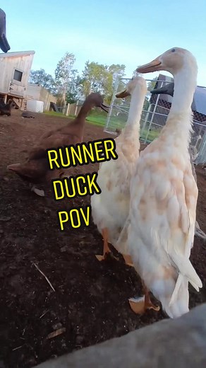 Reply to @asacurrington POV: you’re a runner duck running around our farm.