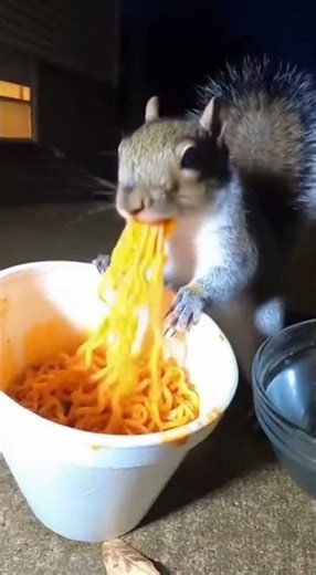 Squirrel tries spicy noodles 🤣🤣 funny video part 12 ...#funny