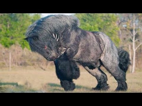 15 Most Powerful Horse Breeds In The World