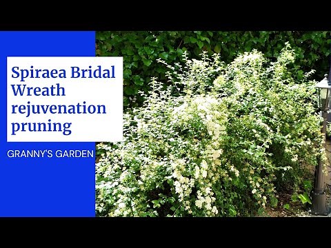 SPIRAEA BRIDAL WREATH REJUVENATION PRUNING