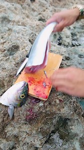 21K views · 320 reactions | Japan sashimi make namerou #日本食 #sashimi #fishing #魚料理 #なめろう #ハマチ #Japanfishing #ショアジギング #刺身 #釣り #魚釣り | Koki Tamashiro | Facebook