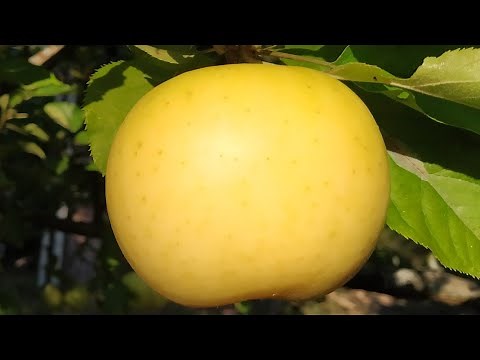 Mutsu - the Million Dollar Apple (Malus domestica)