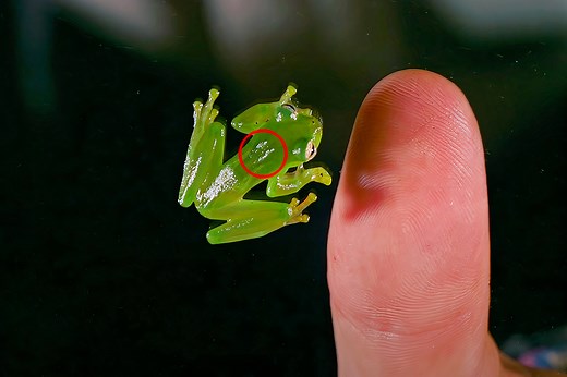 Translucent Glass Frogs Can Hide Their Blood When Sleeping to Camouflage Themselves from Predators