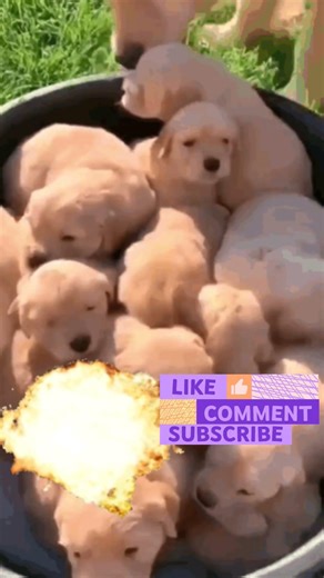 WHO LET THE DOGS OUT#funny #7x7 #memes