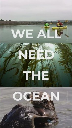 Critical Habitat: Kelp Forest #ocean #seaotter #kelpforest