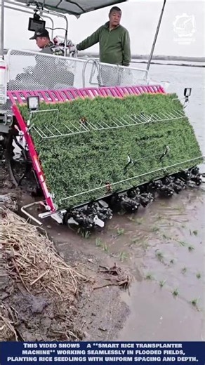 Rice Transplanter Machine: Modern Rice Cultivation Innovation #machineinnovation