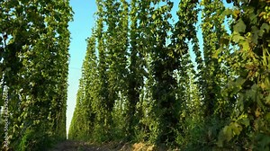 Plantation full of hops plants climbing long strings. Hop field or hop crop in the end of summer. The camera moves up the rows of hops towards the sky. Stock Video