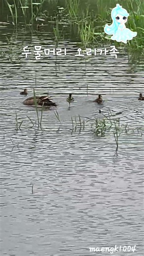 두물머리🦆 흰뺨검둥오리🦆가족 #흰뺨검둥오리 #야생오리#두물머리