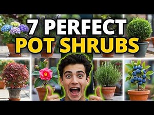 😍Top 7 Best Shrubs for Pots and Containers | Garden Trends, Low Maintenance🍃🍃