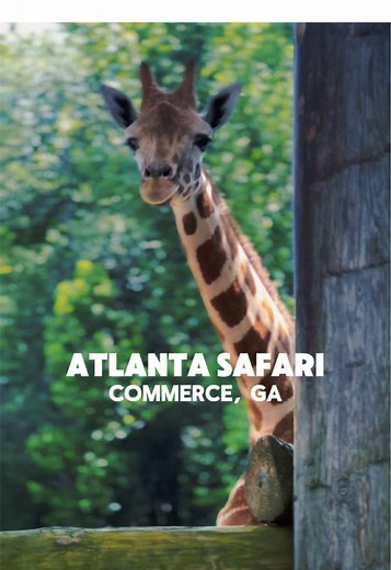 Unforgettable Atlanta Safari Park Experience