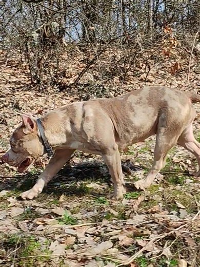 Morning Walks in the Hills with Pets