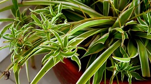 Spider Plant Leaves: Brown or Yellow Spots and How to Fix