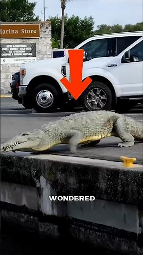 Why Are Crocodiles Green 😨