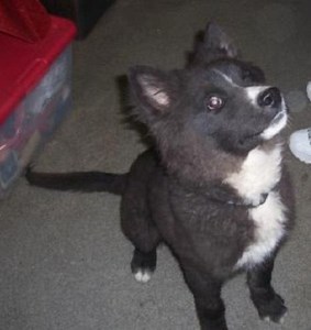 Choose a Puppy for Your Next Best Friend