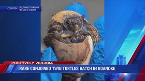 Rare conjoined twin turtles hatch in Roanoke