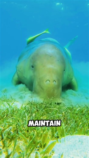Manatee