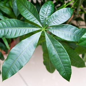 Pachira: consigli sulla cura della pachira acquatica