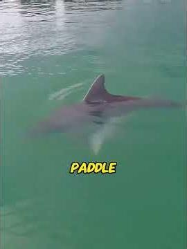 Saved stranded dolphins with bare hands. A month later, they swam back to my paddleboard!😭❤️#Dolphin