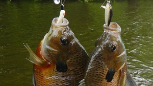 Fishing: Catch some of the biggest bluegill you've ever seen at these MS state lakes