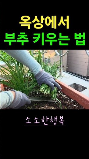 How to Grow Garlic Chives You Can Harvest Forever Once Planted #SmallHappiness #RooftopGarden #Gr...