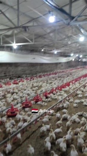 مشاكل تربية الدواجن: علاج النشلة والخرخرة