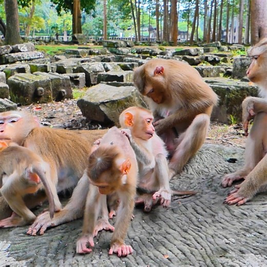 Time monkey meeting family They are so lovely. 💕🙉 | Monkey's
