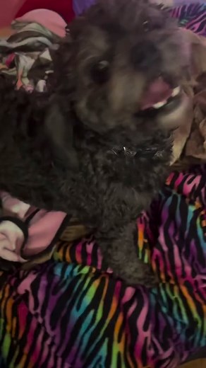 6.9K views · 79 reactions | Bron is our 5-year-old Shih Tzu/Schnauzer mix who needs someone to take a chance on him! 梁 This special little guy is loveable, knows many commands, is great around kids, and overall is an incredibly fun companion to his foster family. See Bron in action, showing off his bright personality in the video below! Are you Bron's special someone? He'd love to meet you! Email us at hopefultailsadoptions@outlook.com. | Hopeful Tails Animal Rescue | Facebook