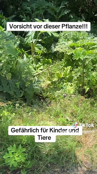 Vorsicht: Riesen Bärenklau und seine Gefahren