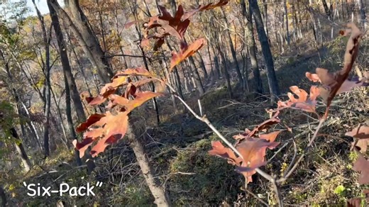 The “six-pack” buck at close range. 🦌 | Hunting With Joe Bucher