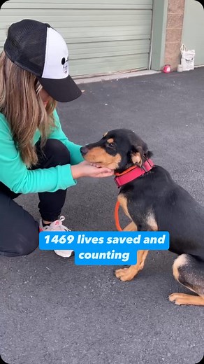 Furry Freight Shelter Transport has saved the lives of 1,496 shelter pets and we have another transport coming up this month! Our mission is to move animals out of overcrowded shelters where they face the risk of euthanasia, and place them with our partners in the PNW to be adopted! Here’s how you can support our mission and help more dogs get their freedom ride: 🐕 visit our website to learn about volunteering opportunities 🐕make a donation- no amount is too small to save a life 🐕help reduce 