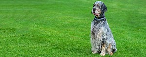 English Setter | Dog Breed Facts and Information - Wag! Dog Walking