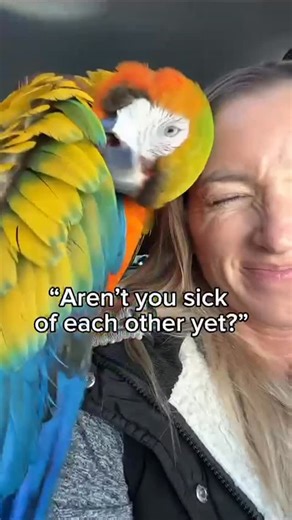 BirdTricks | Nope! Loving him never gets old. #forever #bird #parrot #birdtricks #pet | Instagram