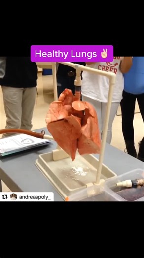 Lung Inflation Experiment: How Your Lungs Expand