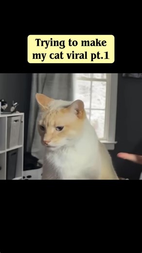 #cat #viral #youtube #fyp #xyzbca | Blue Cat